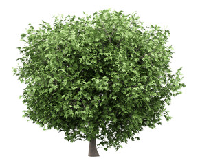Fototapeta premium common fig tree isolated on white background