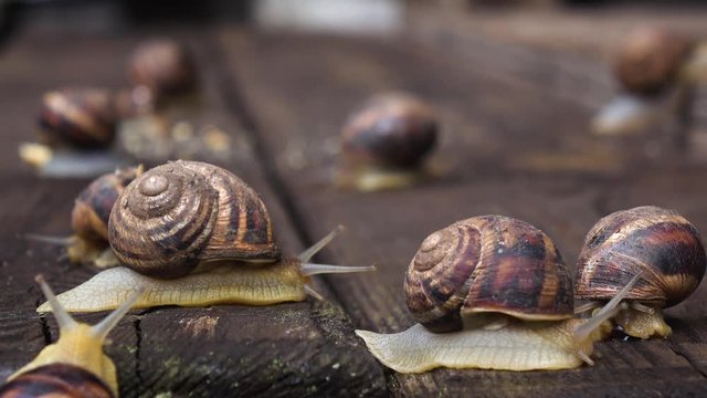 Many live snails creep the friend on the friend