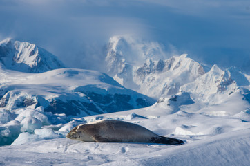 Crab-eater Seal on the Ice - Antarctica