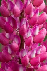 Fototapeta premium lupin