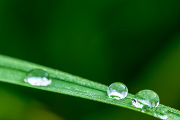 Rain drops on grass blade green background