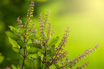 Fresh holy basil leaves and flower on green background