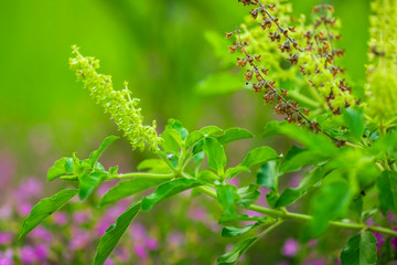 Fresh green holy basil leaves and flower on green background