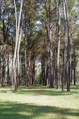 pine tree park of thailand