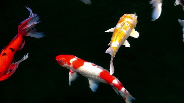 Animals Koi, Fancy carps fish are swimming in water