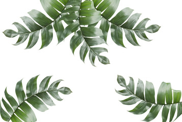 Background of Tropical Leaves with copy space