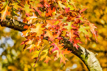 Colorful image of a branch of an oak tree in autumn with leaves in shades of green, yellow, orange and red against a background of a soft yellow and green bokeh