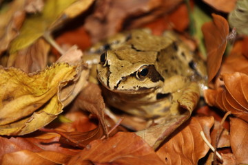 Perfekt getarnt - ein Laubfrosch