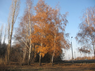 Obraz premium autumn in park