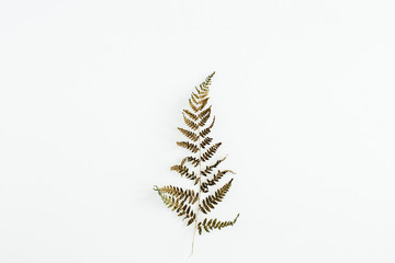 Fern leaf isolated on white background.