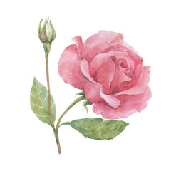 Fototapeta premium Watercolor flowers and leaves for design