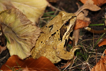 Perfekt getarnt - ein Laubfrosch