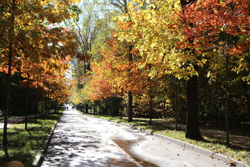 Fototapeta premium autumn in Moscow