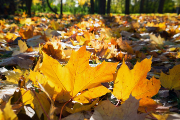 Fallen yellowed leaves on the blurred background