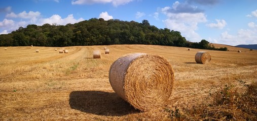 campi di fieno