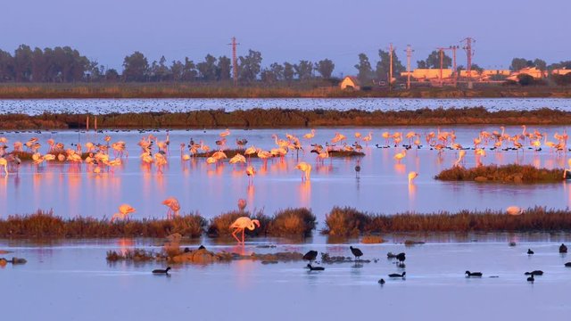 Flamingos group at Ebro Delta Natural Park. African birds. Sunset or sunrise part of day