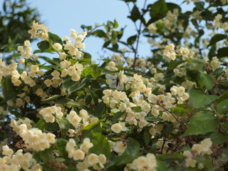 Blooming jasmine and butterflies, summer