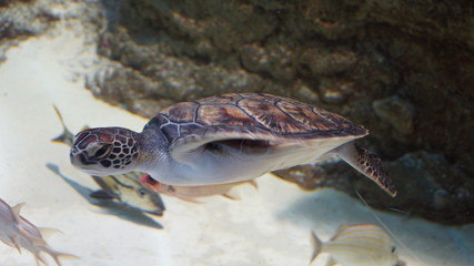 Kleine Schildkröte Schwimmt