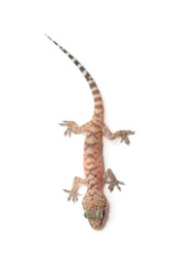 Naklejka premium Mediterranean house gecko (Hemidactylus turcicus) on white
