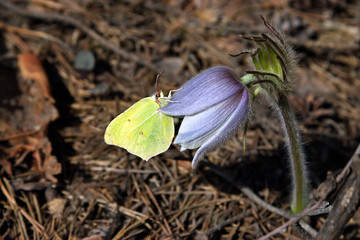 Butterfly on a flower.