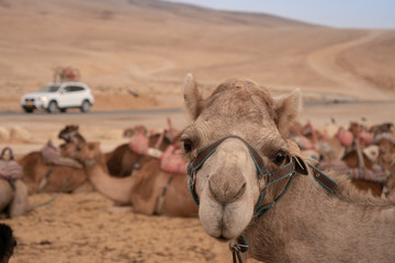 Camel with BMX X1 white with bike rack in Israel desert