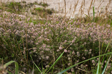 Beautiful bloomig fluffy flowers