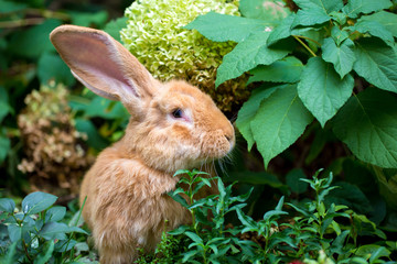 Fototapeta premium Hase