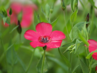 Garden flowers, summer