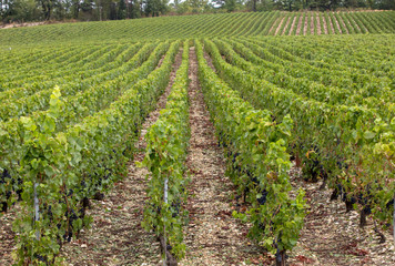 Fototapeta na wymiar Champagne vineyards in the Cote des Bar area of the Aube department. France