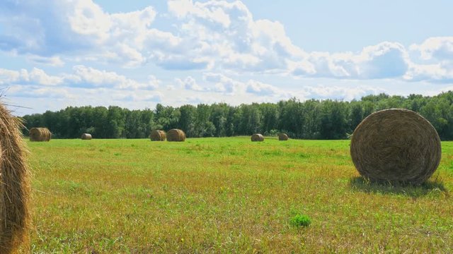 Harvesting industry and travel concept. Yellow haystacks rolled into roll on the pasture farmland. At horizon blue skyline, nobody. Many circle golden hay stacks lie at sunny land. Peaceful background