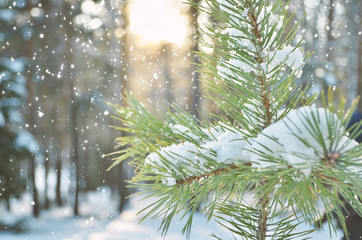 winter background fresh fir tree branches covered with snow.