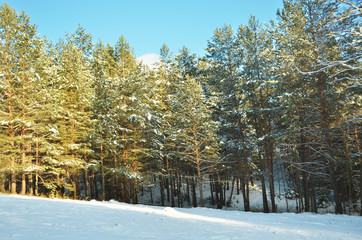 beautiful winter landscape with forestsnow and blue sky . Sunny frosty wintry day.