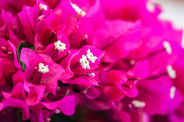 Beautiful Bougainvillea flowers