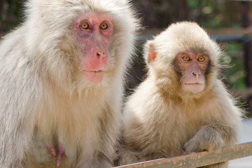 Curious monkeys