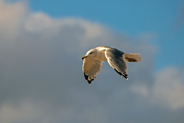 Seagull flying on the blue sky. European herring gull (Larus argentatus).