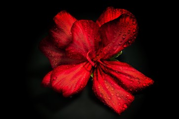 close up of a red geranium flower on a black background