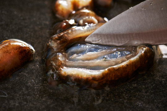 Fresh Sea Cucumber 