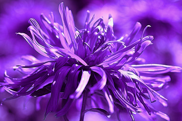 closeup of purple aster flower