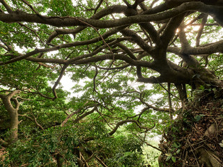 Tree of Life in Jungle