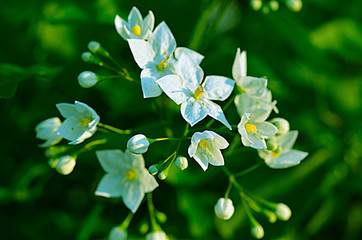 close up of white flowers in the garden