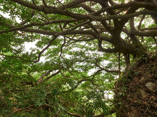 Tree of Life in Jungle, many branches