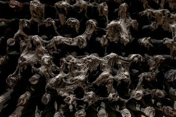 Old wine bottlers in underground cellar covered in mold