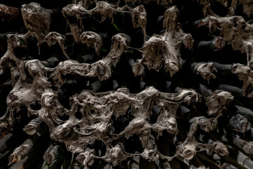 Fototapeta premium Old dusty wine bottles covered in mold in vintage wine cellar