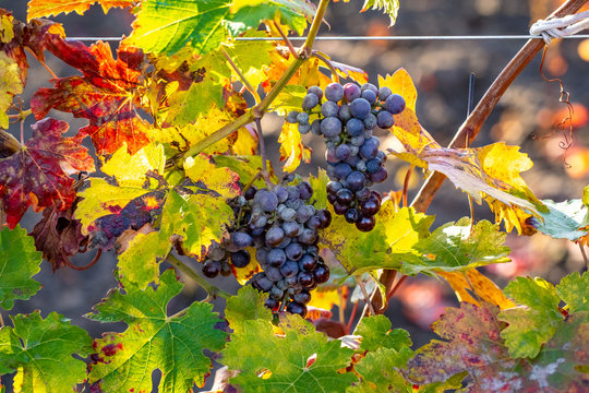 Grapes in vineyard in autumn colours