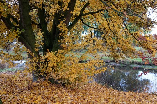 Herbststimmung an der Niers bei Grefrath Oedt