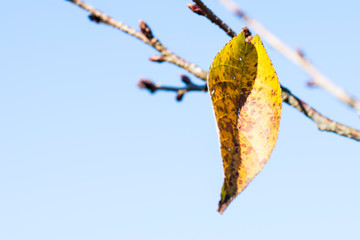 A yellow orange leaf of cherry blossom tree last one left in autumn or fall. 