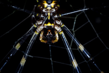 Black and yellow tiger spider in forest close up macro shot. 