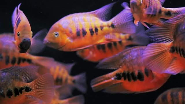 Aquarium with colorful fish cichlids