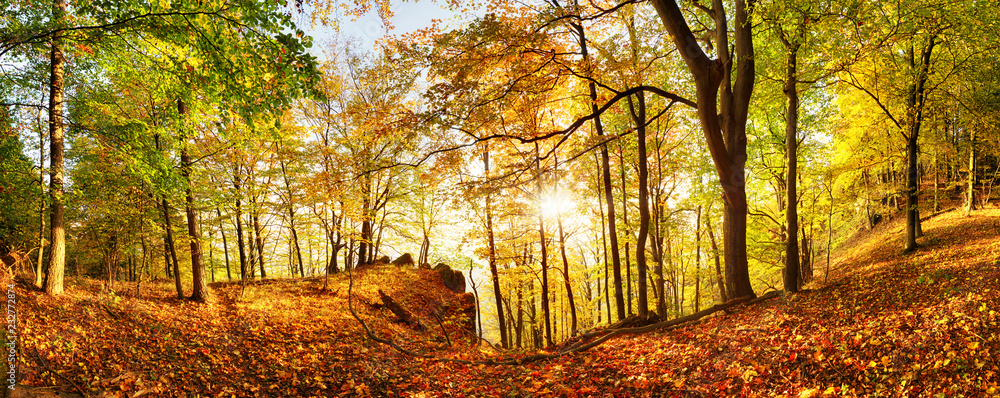 Canvas Prints Autumn forest in mountain at sunset with sun