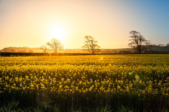Rapeseed field in golden light © Niccolo